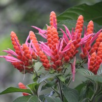 Aphelandra sinclairiana Nees